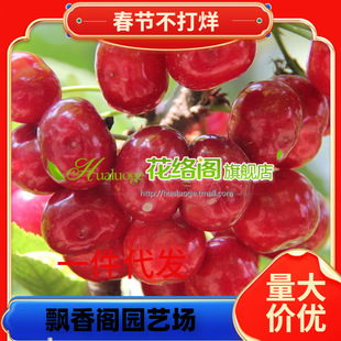 ���Ҙ��m�Ϸ������Nֲ����܇�����ش���Ҙ��ͺ�����ͥԺ���Ҙ���