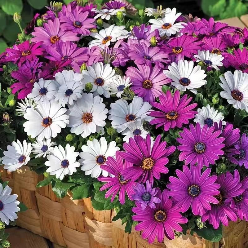 Venta al por mayor de semillas de flores y plantas eustoma malvarrosa peonía cobre dinero hierba margarita rosa sol peonía flor combinación de flores