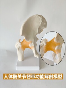 Human hip joint model 1 to 1 simulation femoral head movable rotating rehabilitation function medical teaching ligament muscle