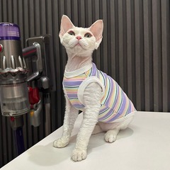 夏款高弹条纹背心七色条纹无毛猫衣服德文衣服斯芬克斯猫可爱衣服