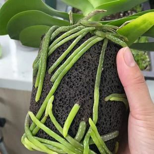 New breathable and durable phalaenopsis special soil imported peat soil synthetic matrix efficient replacement of potted dendrobium