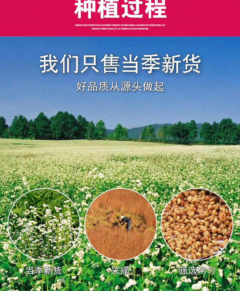 Whole-Plant Tartary Buckwheat Tea (Fagopyrum tataricum) — Roasted Black Ku Qiao Herbal Tea preparation