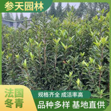 法国冬青 日本珊瑚树 大杯 小杯 绿篱绿化带四季常绿 规格齐全