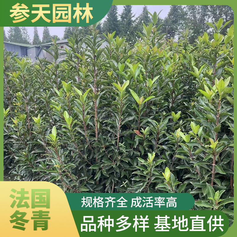 法国冬青 日本珊瑚树 大杯 小杯 绿篱绿化带四季常绿 规格齐全