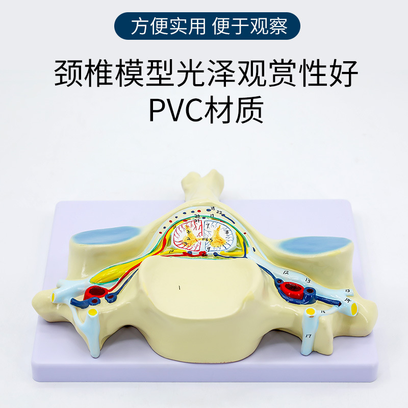 ��������Ŵ�ģ�� ���徱׵������ͼ��񾭷Ŵ�ģ�� ��ѧģ��