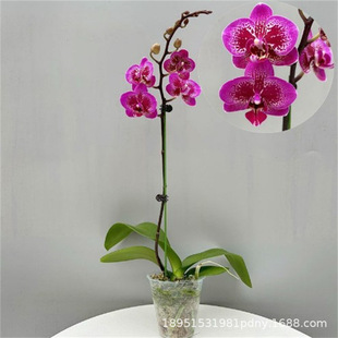 �����m���玧���������҃Ȼ��ܾGֲ�ļ��_���׻��m���玧������