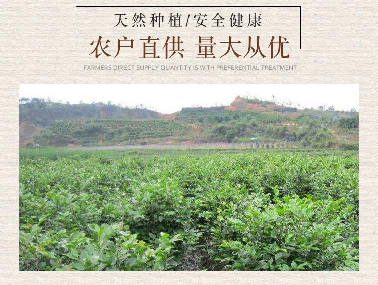 Dried Murraya Paniculata Leaves 500g Qian Li Xiang Aromatic Herb for Braising and Stews in use