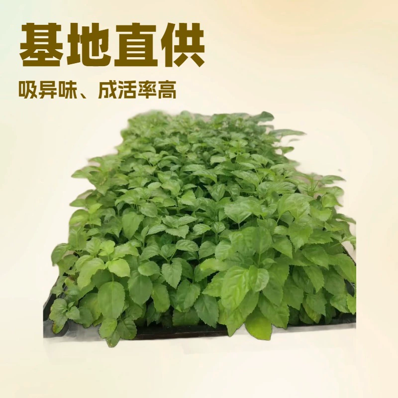 Прозрачный формальдегид поглощение запаха комнатные растения Хайнань овощное дерево фасоли зеленый сокровище рассада Садовый цветок лесные семена рассада оптом