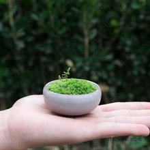喷水活青苔室内桌面小盆栽苔藓微景观生态瓶迷你植物微盆景绿植厂