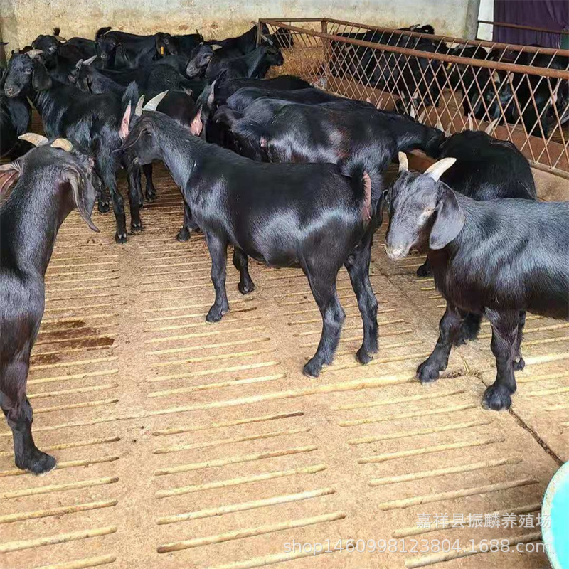 Nubian Black Mountain Lamb Seedlings Black Goat Breeding Sheep Black Goat Fattening Lambs Nubian Black Mountain Lamb Seedlings Black Goat Breeding Sheep Black Goat Fattening Lambs