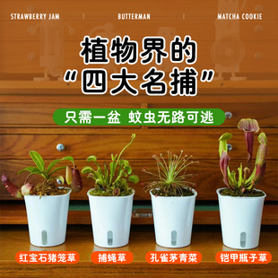 Extra-Large Venus Flytrap Potted Plant for Kindergarten, Pitcher Plant Insectivorous Carnivorous Flower Hydroponic Plant, Sundew Mosquito-Repelling Green Plant