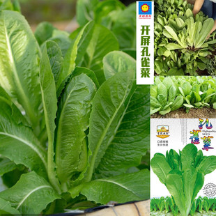 �߲˷N�����l���²˷N�����˷Nֲ�S���ѷNһ���N�����׷���������