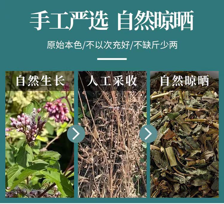 Pei Lan Powder (Eupatorium fortunei) — Dried Food-Herb Aromatic Herb for Tea & Seasonal Wellness key features
