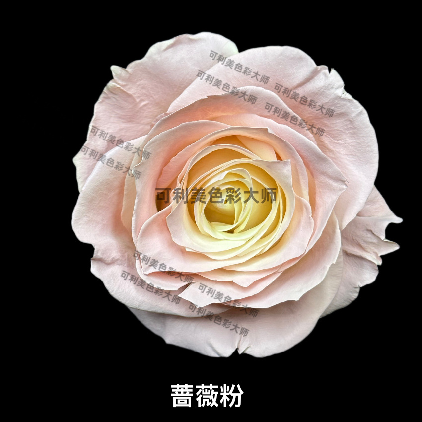 (Kelimei) Polvo de rosa