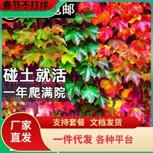 一件代发爬墙虎苗不落叶爬山虎爬藤植物四季种子籽室外庭院爬藤蔓