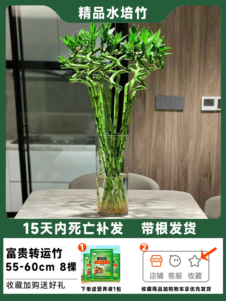 [핫세일] 뿌리가 있는 대나무 8그루 55-60cm, 무료 영양액