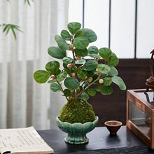 С����������ˮ��ֲ��̦�\���҃ȾGֲ�k��������U���辰��������