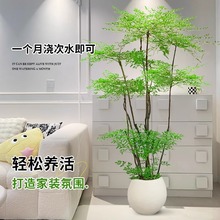 南天竹真树盆栽客厅大型绿植造型老桩办公室内好养观叶吸甲醛