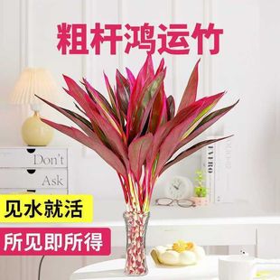 �����\���^ �Ϛ�|�������\�������F��ˮ����ˮ�B�Gֲ�����՚�