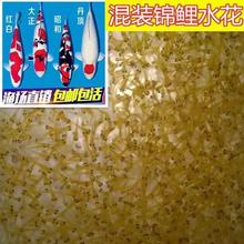 锦鲤水花鱼苗幼苗日本种进口丹顶红白昭和小鱼观赏鱼活鱼金鱼