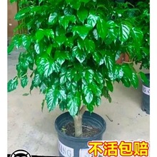 幸福树客厅盆栽大颗净化空气新家吸甲醛平安树四季常青发财树植物