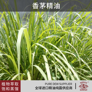 �����}��é���Ͳݱ�ֲ��η���������Ժ���w�o��������Ħ���ͬF؛