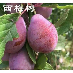 �½���÷ �t��÷����� ���m�� ��÷�� �޽������緽�����Nֲ����