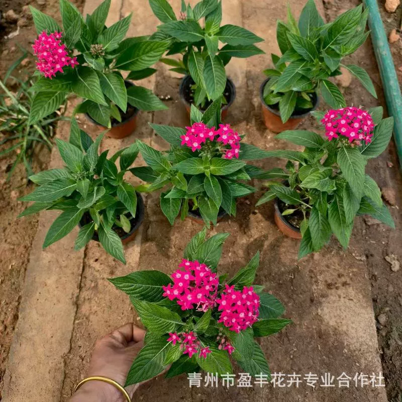 Пятизвездочные цветочные горшки с декоративными цветами, цветы различных цветов, звездные цветы с длительным периодом цветения в наличии