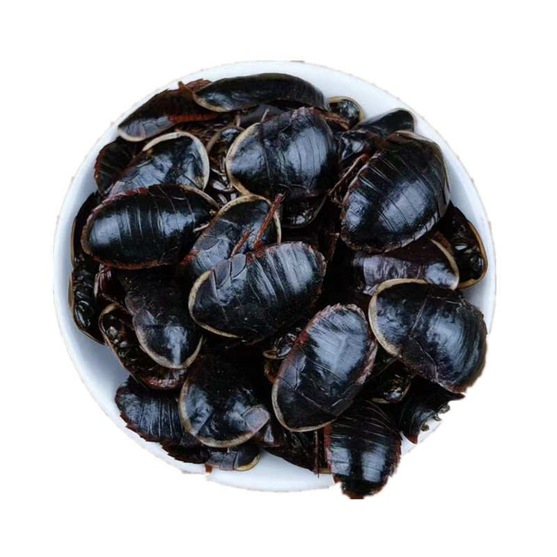 Golden Edge Ground Beetle Tu Bie Chong Dried Whole Insect Traditional Chinese Herb in use