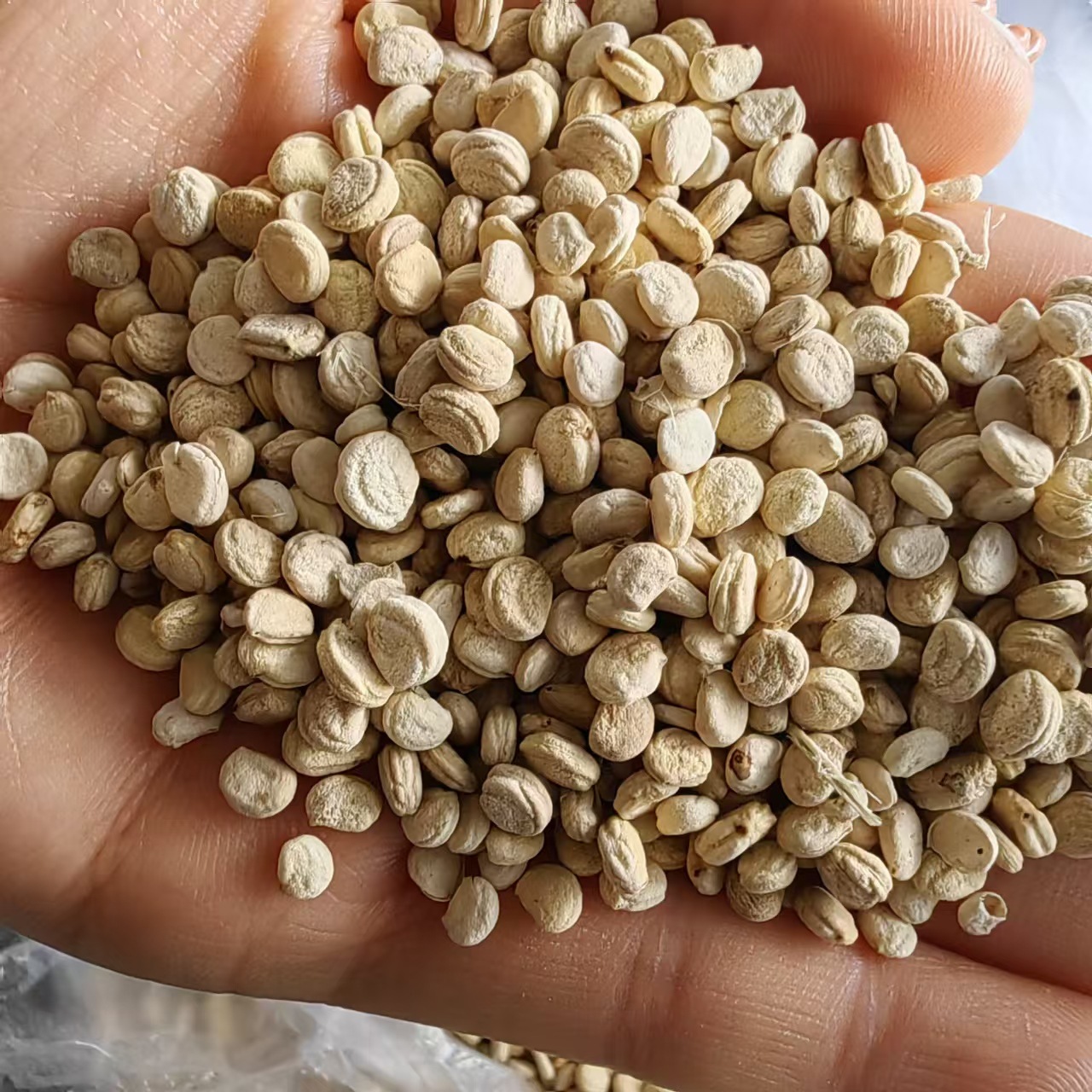 Dried Ginseng Seeds Large Plump White Ren Shen Zi 250g for Cooking and Herbal Soups specifications