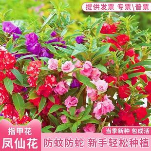 �ذ��P�ɻ��N��ָ�׻����տ��׻�ͥԺ�̨�����ļ����N���ܷN����