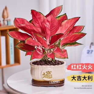 �����tˮ������ʺ�Gֲ�k���҃ȿ͏d����ȩ���Ժ��B���滨��ֲ��