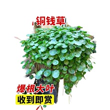 ��Ʒ���~�~�X��ˮ��ֲ����X��������ͥԺ�҃���Gֲ�辰�ļ����B