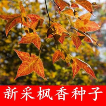 新采枫香种子行道树园林绿化苗木风景树苗美国北美枫香树林木种子