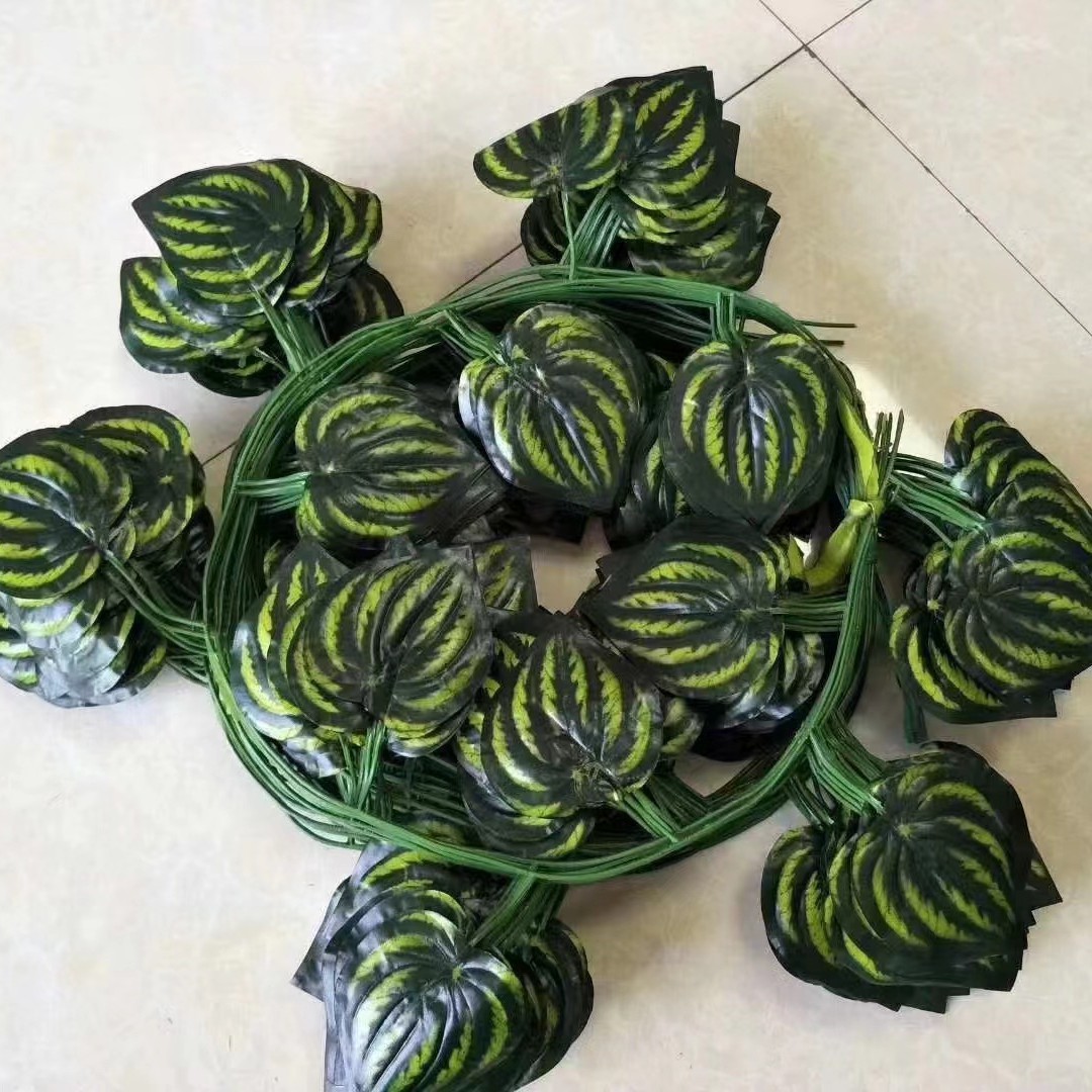 36 편평한 수박 잎 12