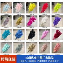 兔尾草干花真花永生花真花狗尾巴草干花家居装饰拍摄道具兔尾草