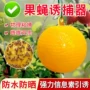 果园跨境防水黄绿色球