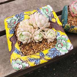 延禧火锅多肉花盆正方形口径手绘群生多肉植物粗陶瓷花盆飞碟盆