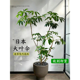 �ձ����~�㱣�_�Ϙ��Gֲ�҃ȴ������ʽֲ��͏d�k���Ҵ����Ժ��B