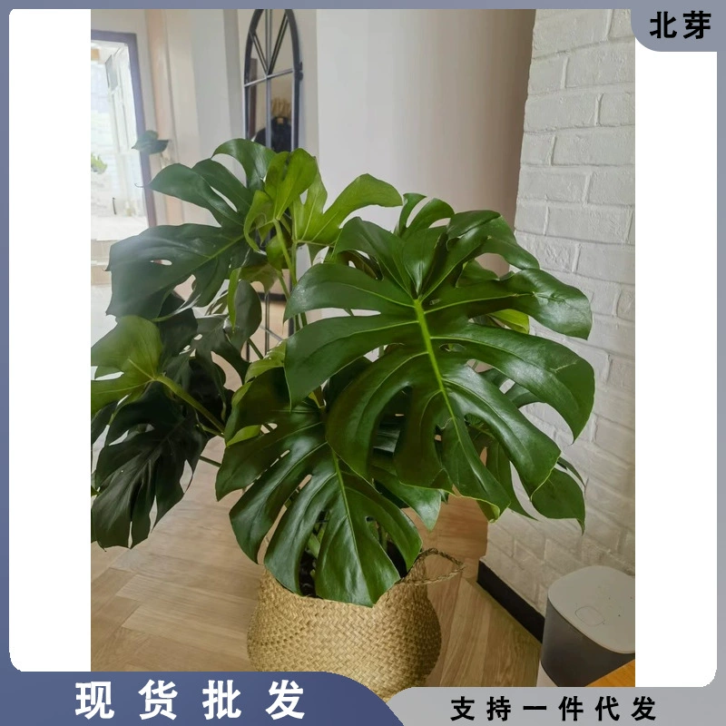 Террариум с тюлеп Bamboo растений для помещений, гостиная, офис