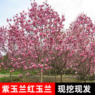 �����m�������Լt���S���m��������ͥԺ�ͺ�����ֲ��G���V���m