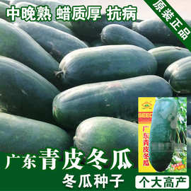 冬瓜种子东瓜籽蔬菜种子批发菜种菜籽菜种子公司四季播种