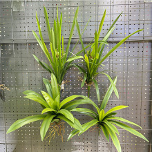 ��Ʒ�m����ֲ��廨��ļҾ��Ʒ��߅�ݷ�����m�����[�ų�����