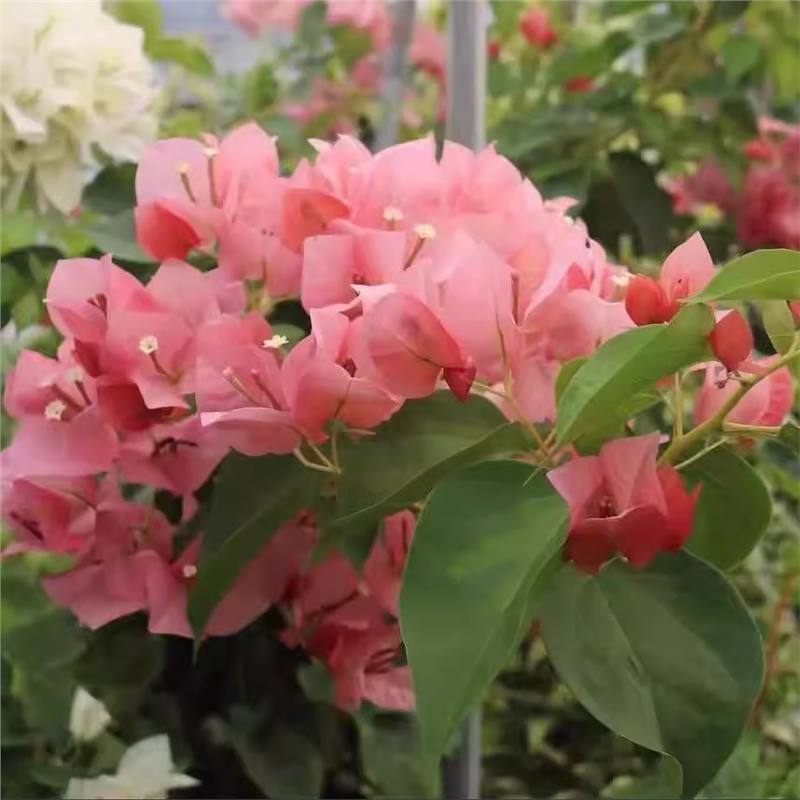 9.9 Flores frecuentes variedades de ciruela triangular en maceta jardín de plántulas es bueno para alimentar las plantas de vid de flores image 14