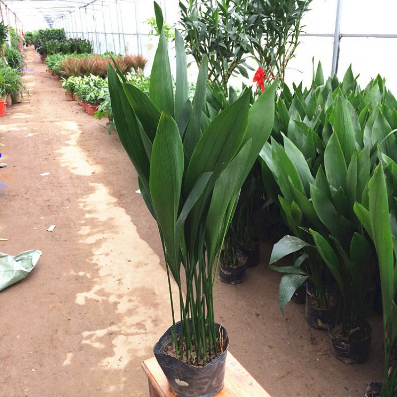 Однолистная Орхидея в горшке растение Four Seasons вечнозеленые растения из листвы для гостиной в помещении Зеленый Бонсай, устойчивые к тени, морозостойкие Комнатные цветы