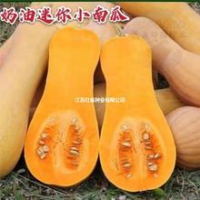 �����ϹϷN�Ӹ߮a������ŴС�ϷN�ѽ۹�����С�۱����＾�߲˷N��