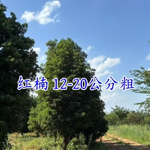 �t骘��� �t�18���փr��t���t�С����t骽�z�ľС��ľ��