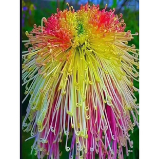 Rare Varieties of Chrysanthemum Seedlings Potted Plants Are Cold-Resistant and Drought-Tolerant, Easy to Grow and Easy to Live On, Balcony Courtyard Green Plants Bloom in All Seasons for Viewing Flowers
