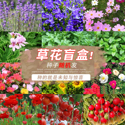 绿植盆栽阳台水养盲盒 向日葵随机种子 科教玩具|ru