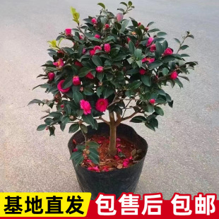 ��÷���玧���������ļ��_���ͺ���÷�����^ľ�辰ͥԺ�Ϙ���÷��